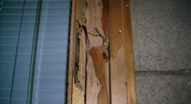Termite damage to window framing