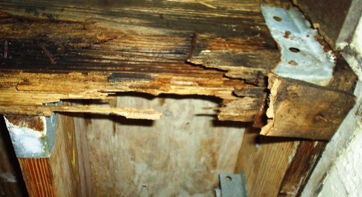 Severe termite damage to structural beam