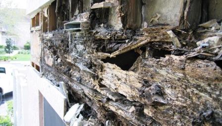 Extensive termite damage to building exterior