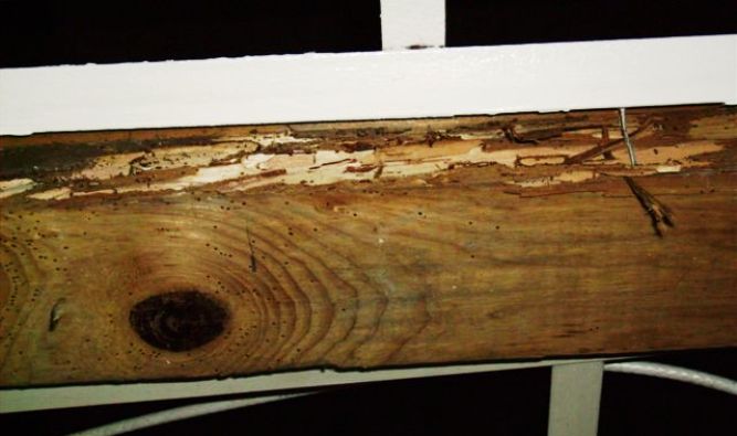 Termite-damaged wooden railing beam