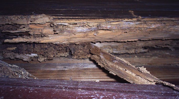 Severe termite damage to interior wood framing